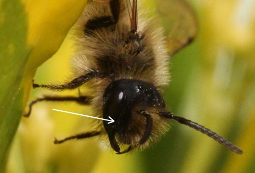 Andrena flavipes